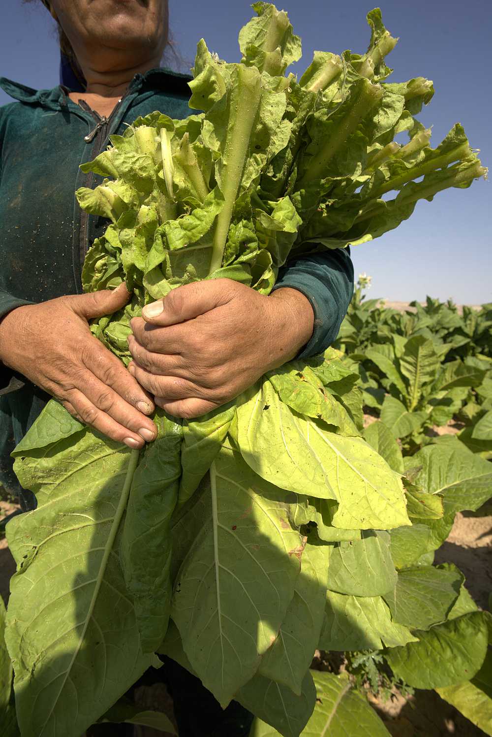 "Tobacco Agronomy Center" owned by Cahan Tobacco International has